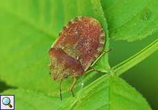 Schildkrötenwanze (Tortoise Bug, Eurygaster testudinaria)