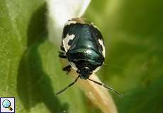 Schwarzweiße Erdwanze (Pied Shieldbug, Tritomegas bicolor)