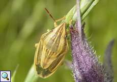 Spitzling (Bishop's Mitre Bug, Aelia acuminata)