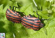 Streifenwanzen-Paarung (Striped Shieldbug, Graphosoma italicum)