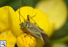 Vierpunktige Zierwanze (Plant Bug, Adelphocoris quadripunctatus)