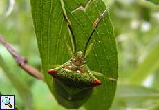 Wipfel-Stachelwanze (Hawthorn Shieldbug, Acanthosoma haemorrhoidale)