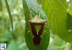 Wipfel-Stachelwanze (Hawthorn Shieldbug, Acanthosoma haemorrhoidale)