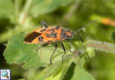 Zimtwanze (Cinnamon Bug, Corizus hyoscyami)