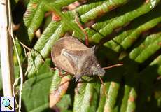 Zweizähnige Dornwanze (Spiked Shieldbug, Picromerus bidens)