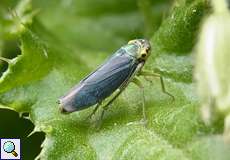 Männliche Binsenschmuckzikade (Green Leaf-hopper, Cicadella viridis)