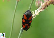 Gemeine Blutzikade (Froghopper, Cercopis vulnerata)