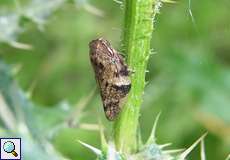 Erlenschaumzikade (Alder Spittlebug, Aphrophora alni)