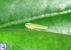 Rhododendronzikade (Rhododendron Hopper, Graphocephala fennahi)