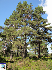 Waldkiefern im Abernethy Forest National Nature Reserve