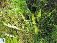 Rippenfarn (Deer Fern oder Hard Fern, Blechnum spicant)