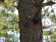 Gut getarnter Waldbaumläufer (Certhia familiaris) an einem Baumstamm