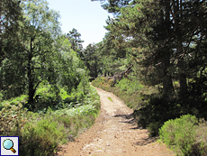 Waldweg im Abernethy Forest
