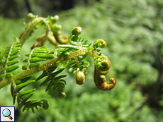 Adlerfarn (Pteridium aquilinum)