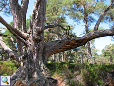 Alter Baum