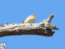 Fitis (Phylloscopus trochilus)