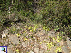 Gewöhnliches Fettkraut (Pinguicula vulgaris)