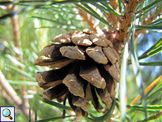 Zapfen der Waldkiefer (Pinus sylvestris)