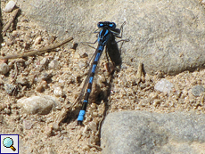Männliche Hufeisen-Azurjungfer (Coenagrion puella), Männchen