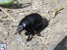 Gemeiner Mistkäfer (Geotrupes stercorarius)