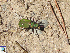 Feld-Sandlaufkäfer (Cicindela campestris)