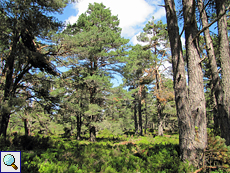 Lichter Waldkiefernbestand (Pinus sylvestris)