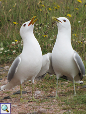 Zwei Sturmmöwen (Larus canus)