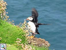 Ein Papageitaucher (Fratercula arctica) auf Handa Island