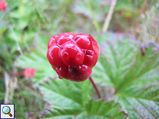 Eine Moltebeere (Rubus chamaemorus)