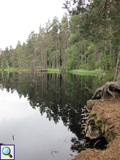 Waldsee im Inshriach Forest