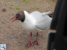 Gefiedertes und ständig hungriges Begrüßungskomitee: Lachmöwe (Chroicocephalus ridibundus)