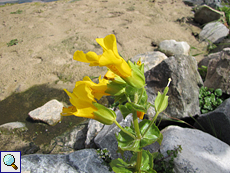 Gelbe Gauklerblume (Mimulus guttatus) an der Balnakeil Bay
