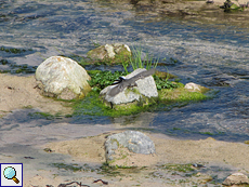 Junge Trauerbachstelze (Motacilla alba yarrellii) beim Abflug