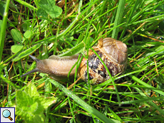 Gefleckte Weinbergschnecke (Cornu aspersum) an der Balnakeil Bay