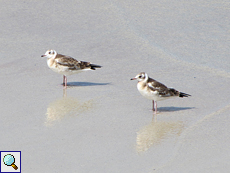 Junge Lachmöwen (Chroicocephalus ridibundus) an der Balnakeil Bay