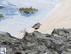 Alpenstrandläufer (Calidris alpina) an der Balnakeil Bay