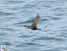 Krähenscharbe (European Shag, Gulosus aristotelis)