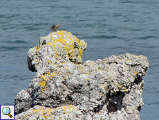 Strandpieper (Anthus petrosus) an der Balnakeil Bay