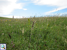 Blumenwiese auf dem Golfplatz an der Balnakeil-Bucht