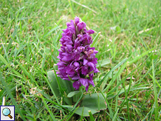 Breitblättrige Fingerwurz (Dactylorhiza majalis) an der Balnakeil Bay