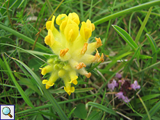 Echter Wundklee (Anthyllis vulneraria) an der Balnakeil Bay