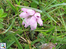 Glockenheide (Erica tetralix) an der Balnakeil Bay