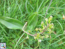 Großes Zweiblatt (Listera ovata) an der Balnakeil Bay