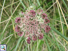 Wilde Möhre (Daucus carota) an der Balnakeil Bay