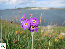 Schottische Primel (Primula scotica) an der Balnakeil Bay