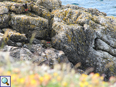 Gryllteisten (Cepphus grylle) an der Balnakeil Bay