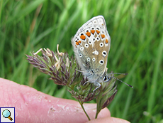 Hauhechel-Bläuling (Polyommatus icarus) an der Balnakeil Bay