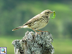 Wiesenpieper (Anthus pratensis) mit Raupe für seinen Nachwuchs