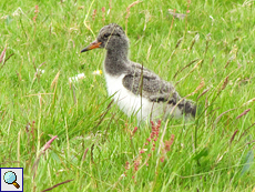 Junger Austernfischer (Haematopus ostralegus) im Findhorn Valley