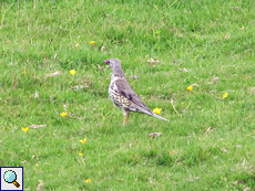 Misteldrossel (Turdus viscivorus) im Findhorn Valley